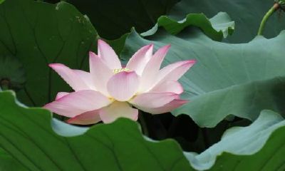 生辰八字起名：2019年2月12号出生的女宝宝应该怎样起名字