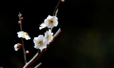 生辰八字起名：2019年2月17号出生的女宝宝怎么样起名字