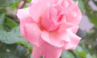 生辰八字起名：2019年2月6号出生的女宝宝适合取怎样的名字