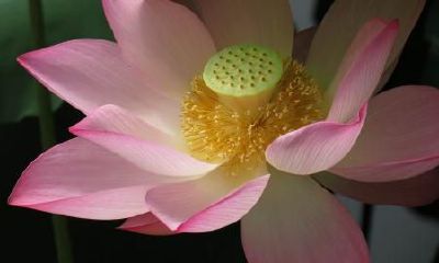 生辰八字起名：早上出生的女宝宝怎么样起名，宜用什么字