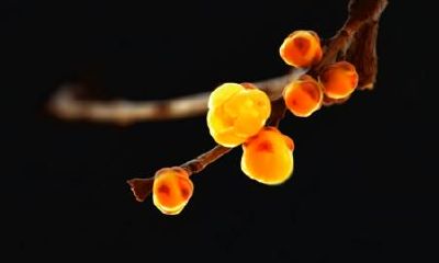 生辰八字起名：2019年2月14号出生的女宝宝怎么样起名字