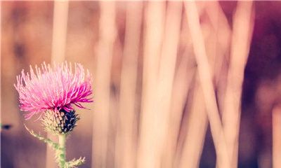 益姓女孩名字2019属猪