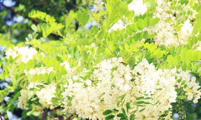 姓姓女孩名字大全2019属猪