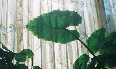 好听的苍姓女孩起名2019