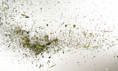 属猪姓仲女孩名字2019