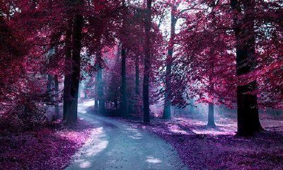 属猪姓班女孩名字2019