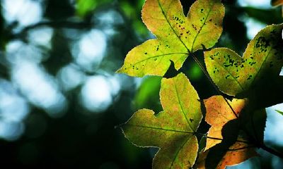 2019姓井女孩名字洋气的