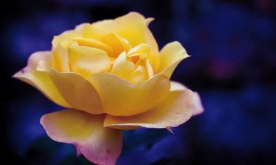 2019姓单女孩名字洋气的