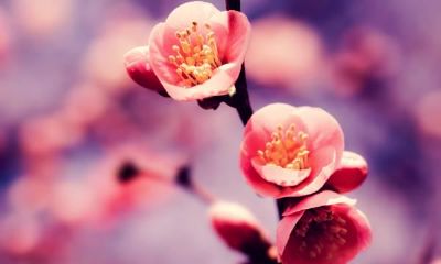 2019姓程女孩名字洋气的