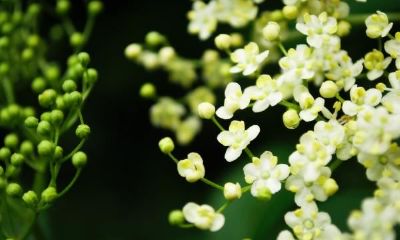 2019姓杭女孩名字洋气的