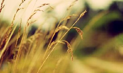 双鱼座过的最不如人意的事情是什么