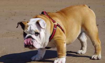 好听的双鱼座英文名字男生