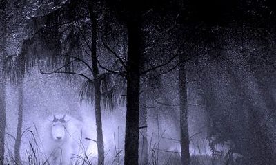 6.白羊座运势，白羊座日运周运月运大全