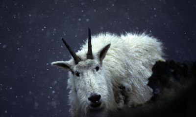 白羊座图片大全【专辑3】