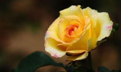 如何挽回双鱼座的心