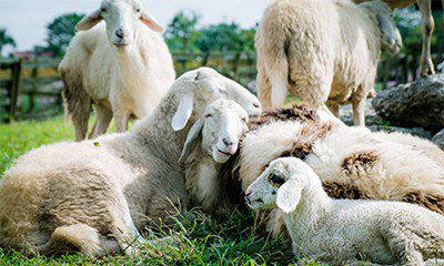 老公属马我属羊可不可以生一个虎宝宝2022年？