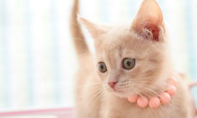 5月属马的王姓宝宝起名取名