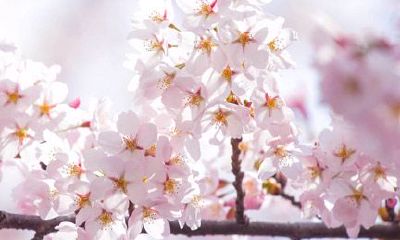 双子座生日是什么时候