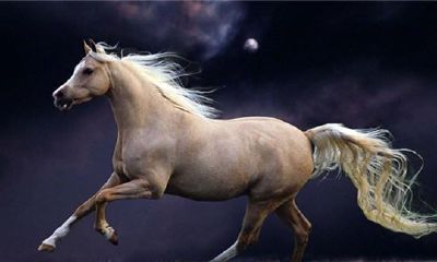 十二生肖中属马的人命运如何？几点出生最好？