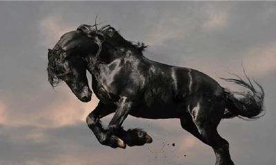 78年女性属马人的婚姻与命运