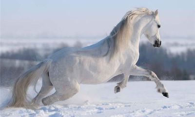 属马的何时出生最好？