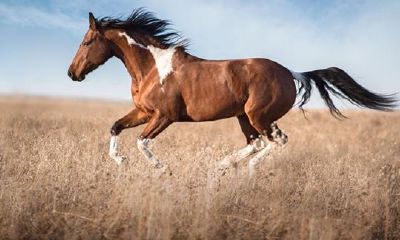 属马的年份解析