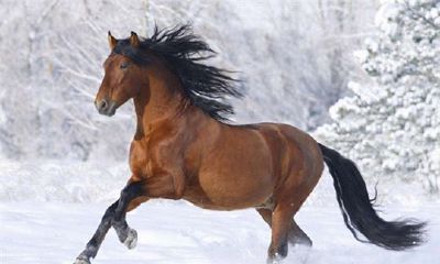 2019年属马的人今年是几岁