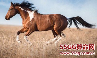 金马的人运气运势和性格