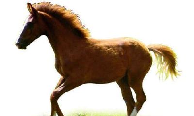 1954年属马人2018年几月财运旺