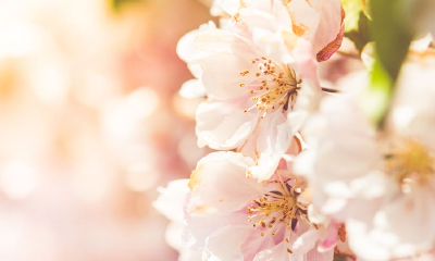 2022年阳历春季的安门吉日，安门的黄道吉日有几天？