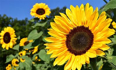 2022年10月的好日子查询，黄道吉日为何不叫“红”道吉日？