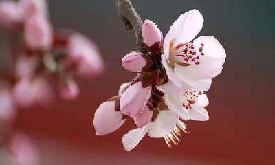 2022年春季农历的安床吉日大全