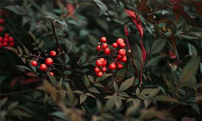 2022年秋季的农历吉日，剖腹产的吉日有几天？