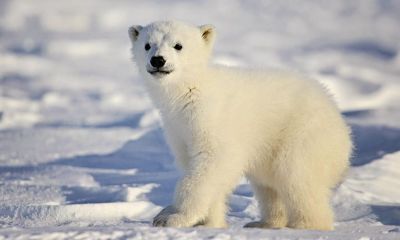 盛姓猴宝宝起名取名