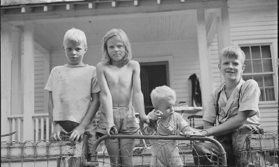 属鸡的杨宝宝起名取名大全