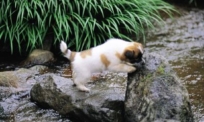 属鸡2月宝宝起名取名大全