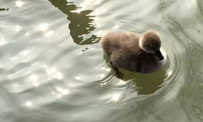 2017的男宝宝起名取名大全