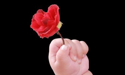 2017杨姓宝宝起名取名大全