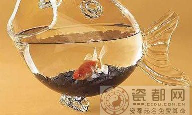 酉鸡所属的风水鱼