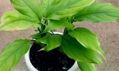 阳台风水植物大全，让你好运不断！