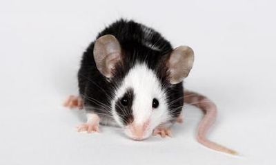 哪些生肖是属鼠的贵人？