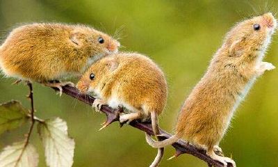 2018年属鼠人全年运势变化有哪些