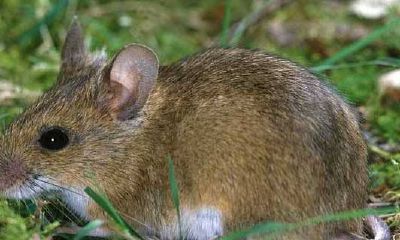 四只老鼠和一只猫的故事