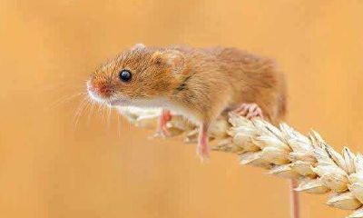 2032年出生的属什么,2032年是什么生肖