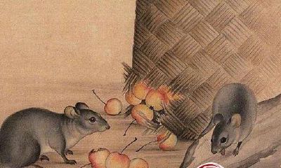 不同年份出生的鼠在2018年运势如何