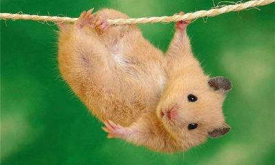 在不同季节出生的属鼠的性格