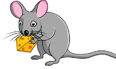 属鼠的年份解析