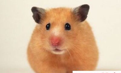 属鼠人2018年运势 2018年属鼠人的全年运程