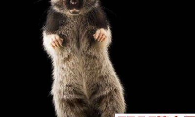 生肖属鼠的人桃花运如何？了解2018年运势特点