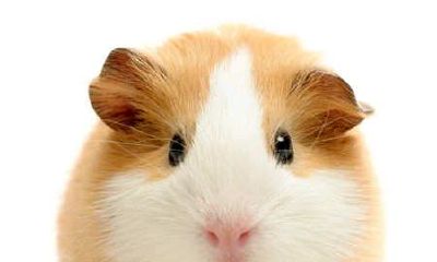 鼠年出生的人如何在2018年中开运？